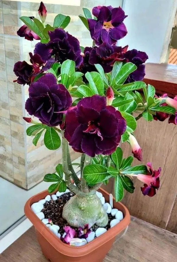 Attractive_Violet_Adenium__Flower_Plant_(1.5-3.5_Ft_Height)_For_Home_Garden,_Pack_Of_1