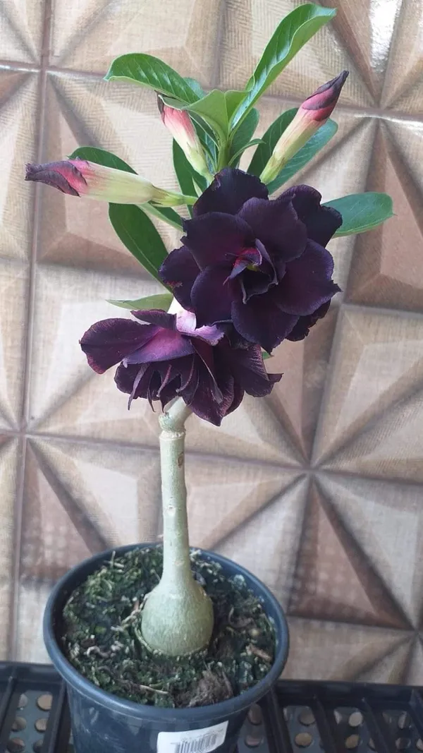 Attractive_Violet_Adenium__Flower_Plant_(1.5-3.5_Ft_Height)_For_Home_Garden,_Pack_Of_1