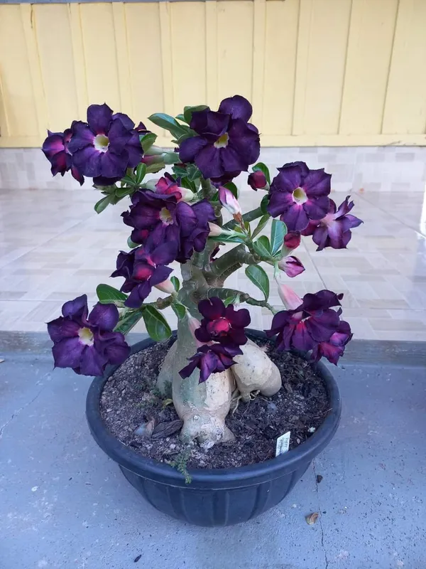 Attractive_Violet_Adenium__Flower_Plant_(1.5-3.5_Ft_Height)_For_Home_Garden,_Pack_Of_1