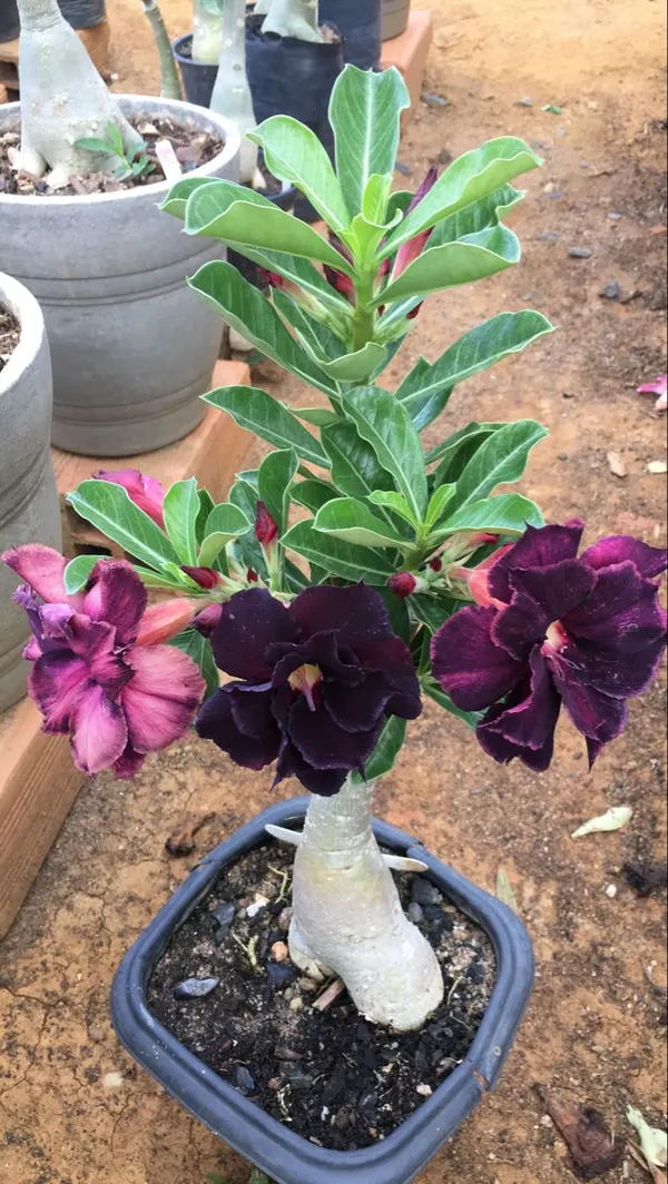 Attractive_Violet_Adenium__Flower_Plant_(1.5-3.5_Ft_Height)_For_Home_Garden,_Pack_Of_1