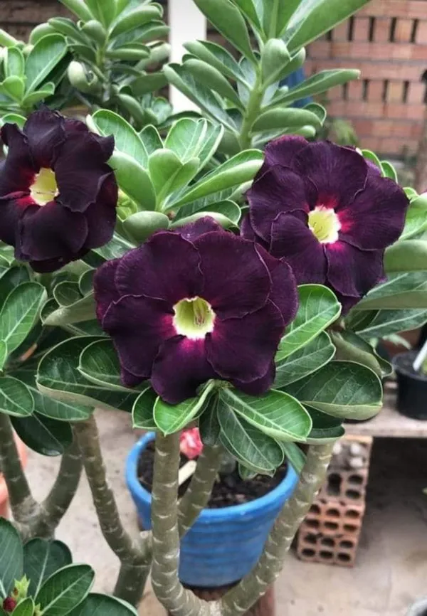 Attractive_Violet_Adenium__Flower_Plant_(1.5-3.5_Ft_Height)_For_Home_Garden,_Pack_Of_1