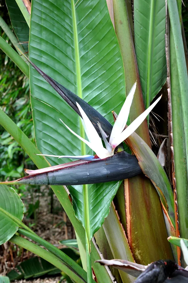 Attractive_White_Bird_Of_Paradise_Elegant_Flowers_Plant_For_Tropical/_Subtropical_Gardens/Ornamental_Indoor_Plant_(Pack_Of_1)