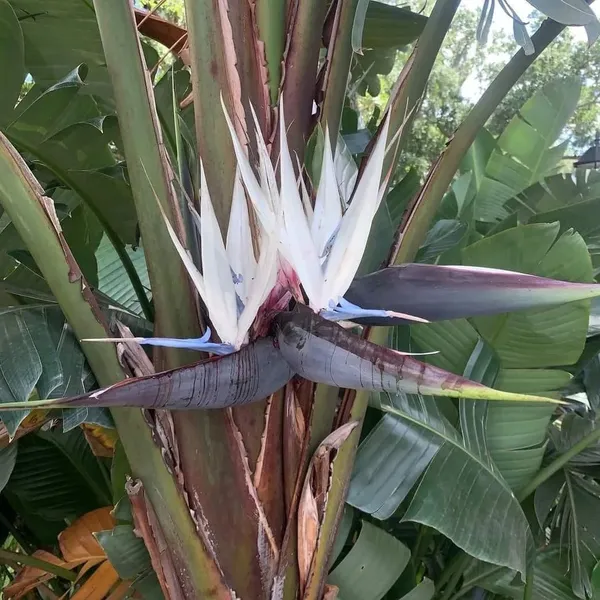 Attractive_White_Bird_Of_Paradise_Elegant_Flowers_Plant_For_Tropical/_Subtropical_Gardens/Ornamental_Indoor_Plant_(Pack_Of_1)