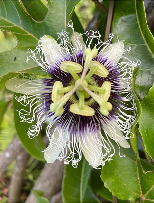 Attractive_White_Passion_Flower_Plant_For_Shrub/Bush/Home_Garden_(Pack_Of_1)