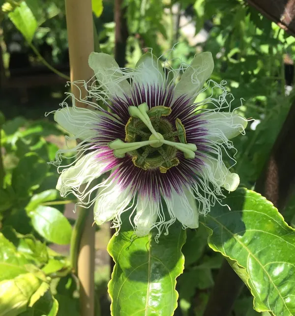 Attractive_White_Passion_Flower_Plant_For_Shrub/Bush/Home_Garden_(Pack_Of_1)