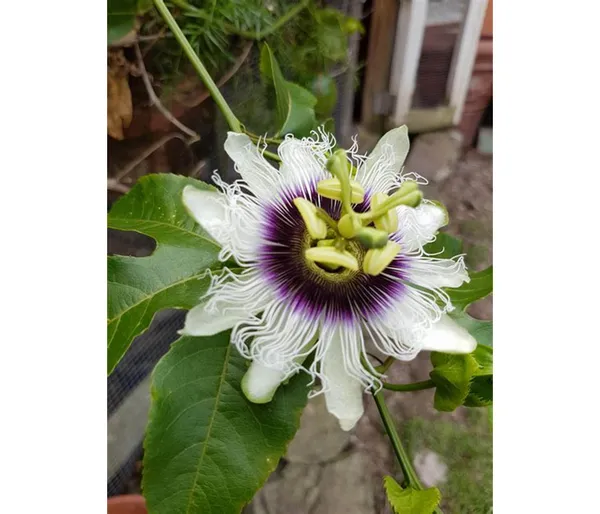 Attractive_White_Passion_Flower_Plant_For_Shrub/Bush/Home_Garden_(Pack_Of_1)