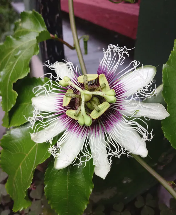 Attractive_White_Passion_Flower_Plant_For_Shrub/Bush/Home_Garden_(Pack_Of_1)