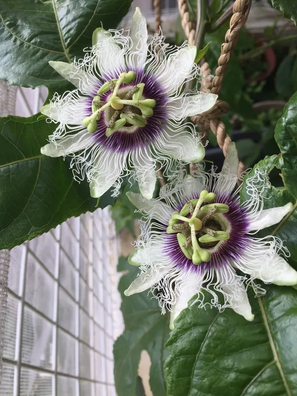 Attractive_White_Passion_Flower_Plant_For_Shrub/Bush/Home_Garden_(Pack_Of_1)