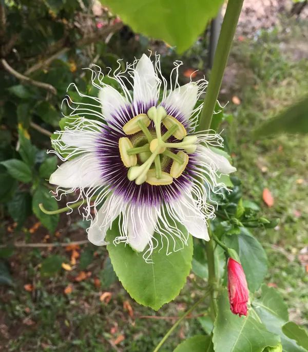Attractive_White_Passion_Flower_Plant_For_Shrub/Bush/Home_Garden_(Pack_Of_1)