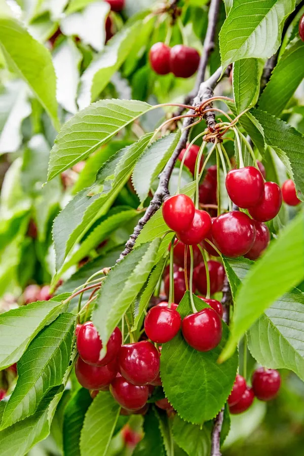Australian_Sweet_Cherry_Fruit_Plant_&_Tree_For_Garden_(1.5-3.5_Ft_Height)_Pack_Of_1