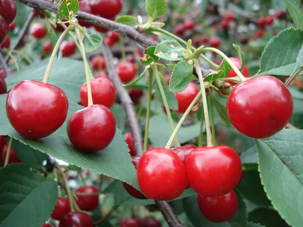 Australian_Sweet_Cherry_Fruit_Plant_&_Tree_For_Garden_(1.5-3.5_Ft_Height)_Pack_Of_1
