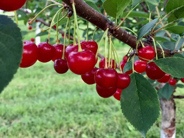 Australian_Sweet_Cherry_Fruit_Plant_&_Tree_For_Garden_(1.5-3.5_Ft_Height)_Pack_Of_1