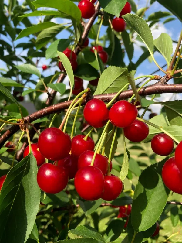 Australian_Sweet_Cherry_Fruit_Plant_&_Tree_For_Garden_(1.5-3.5_Ft_Height)_Pack_Of_1
