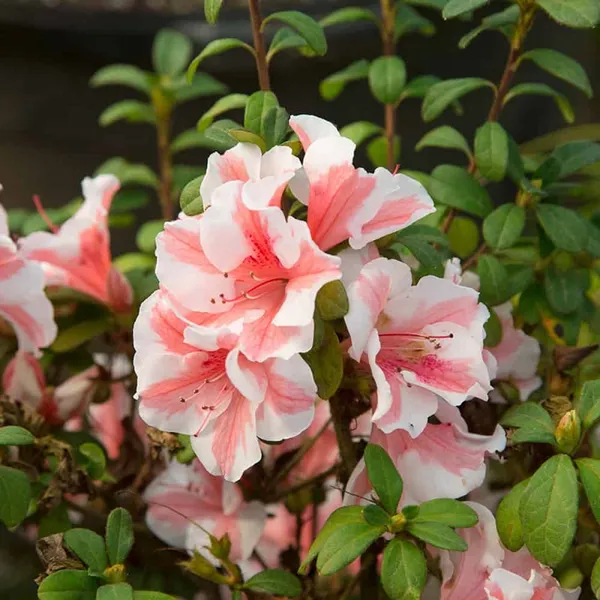 Autumn_Starburst_Azalea_Flower_Plant_&_Tree_For_Shrub/Bush/Home_Garden_(1.5-3.5_Ft_Height)_Well_Watered_Azalea_Flower_Plant_(Hybrid,_Pack_Of_1)