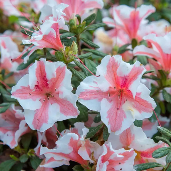 Autumn_Starburst_Azalea_Flower_Plant_&_Tree_For_Shrub/Bush/Home_Garden_(1.5-3.5_Ft_Height)_Well_Watered_Azalea_Flower_Plant_(Hybrid,_Pack_Of_1)