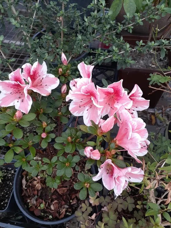 Autumn_Starburst_Azalea_Flower_Plant_&_Tree_For_Shrub/Bush/Home_Garden_(1.5-3.5_Ft_Height)_Well_Watered_Azalea_Flower_Plant_(Hybrid,_Pack_Of_1)