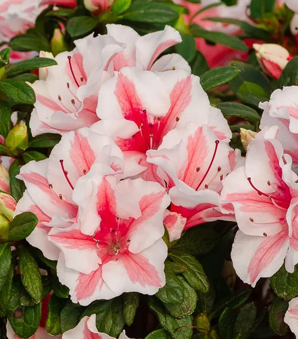 Autumn_Starburst_Azalea_Flower_Plant_&_Tree_For_Shrub/Bush/Home_Garden_(1.5-3.5_Ft_Height)_Well_Watered_Azalea_Flower_Plant_(Hybrid,_Pack_Of_1)