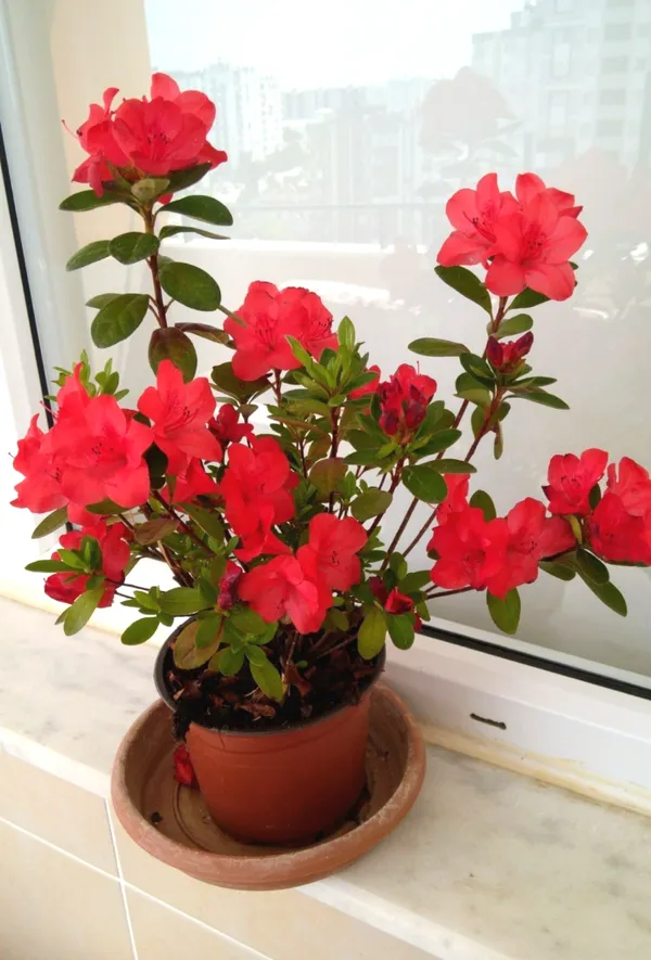 Azalea_Flowering_Plant_–_Premium_Red_Shrub_with_Bright_Blooms_|_Perfect_for_Gardeners,_Home_Décor_&_Gifting