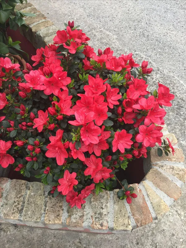 Azalea_Flowering_Plant_–_Premium_Red_Shrub_with_Bright_Blooms_|_Perfect_for_Gardeners,_Home_Décor_&_Gifting