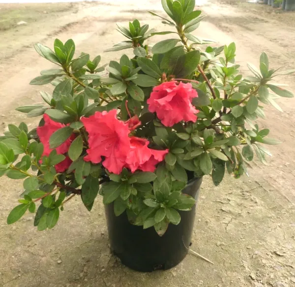 Azalea_Flowering_Plant_–_Premium_Red_Shrub_with_Bright_Blooms_|_Perfect_for_Gardeners,_Home_Décor_&_Gifting
