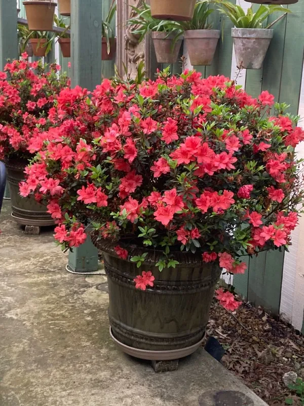 Azalea_Flowering_Plant_–_Premium_Red_Shrub_with_Bright_Blooms_|_Perfect_for_Gardeners,_Home_Décor_&_Gifting