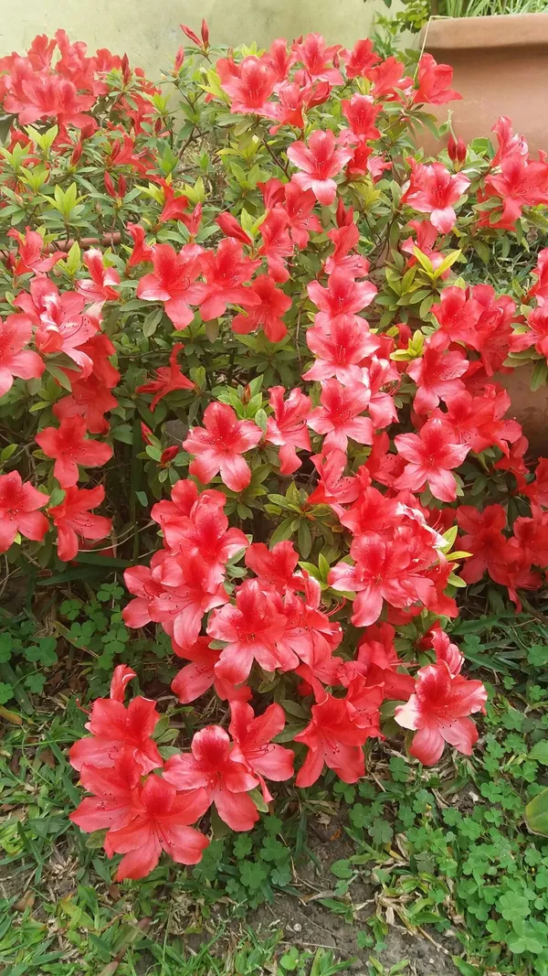 Azalea_Flowering_Plant_–_Premium_Red_Shrub_with_Bright_Blooms_|_Perfect_for_Gardeners,_Home_Décor_&_Gifting
