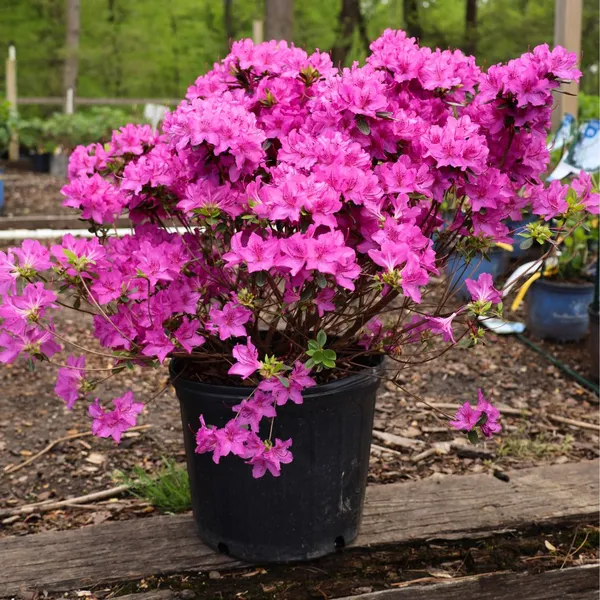 Azalea_Ready_To_Flower_Shrub_Plant_&_Tree_For_Home_Decor/Bush/Gardening_(1.5-3.5_Ft_Height)_Pack_Of_1