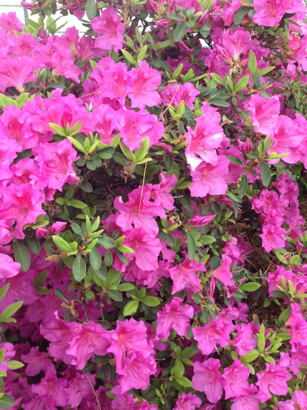 Azalea_Ready_To_Flower_Shrub_Plant_&_Tree_For_Home_Decor/Bush/Gardening_(1.5-3.5_Ft_Height)_Pack_Of_1