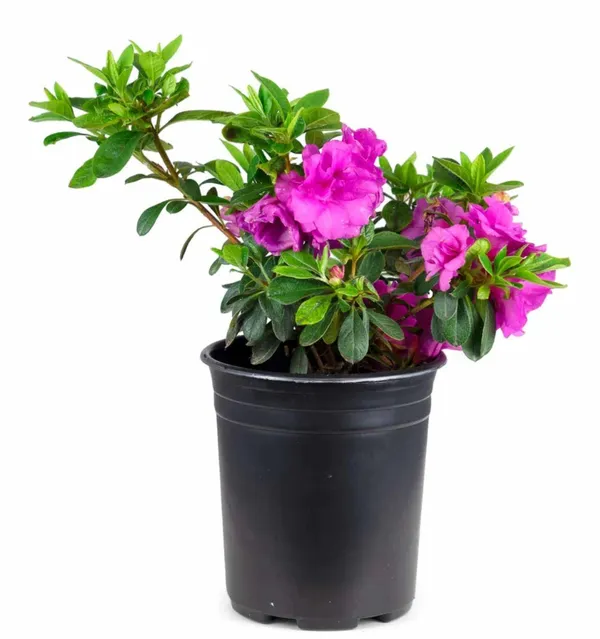 Azalea_Ready_To_Flower_Shrub_Plant_&_Tree_For_Home_Decor/Bush/Gardening_(1.5-3.5_Ft_Height)_Pack_Of_1