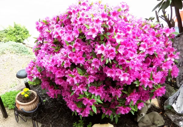 Azalea_Ready_To_Flower_Shrub_Plant_&_Tree_For_Home_Decor/Bush/Gardening_(1.5-3.5_Ft_Height)_Pack_Of_1