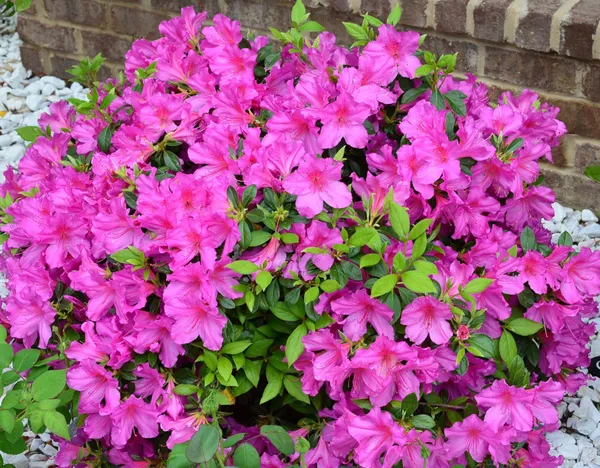 Azalea_Ready_To_Flower_Shrub_Plant_&_Tree_For_Home_Decor/Bush/Gardening_(1.5-3.5_Ft_Height)_Pack_Of_1