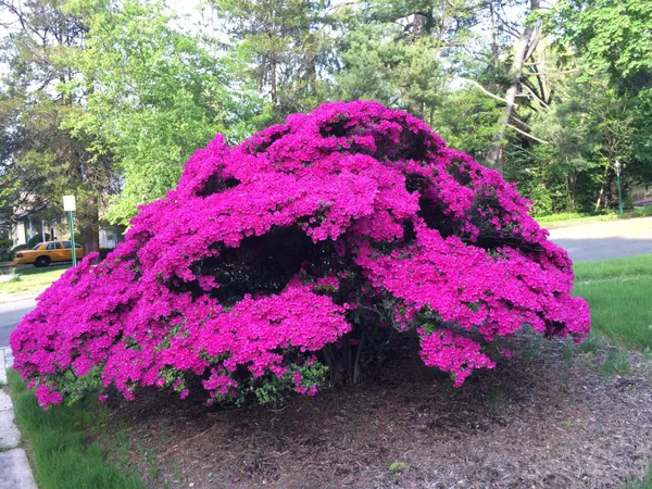 Azalea_(Purple)_Flower_Plant_Stunning_Addition_To_Any_Garden_or_Landscape__(1.5-3.5_Ft_Height)_Pack_Of_1