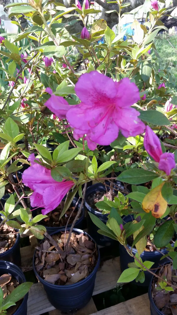 Azalea_(Purple)_Flower_Plant_Stunning_Addition_To_Any_Garden_or_Landscape__(1.5-3.5_Ft_Height)_Pack_Of_1