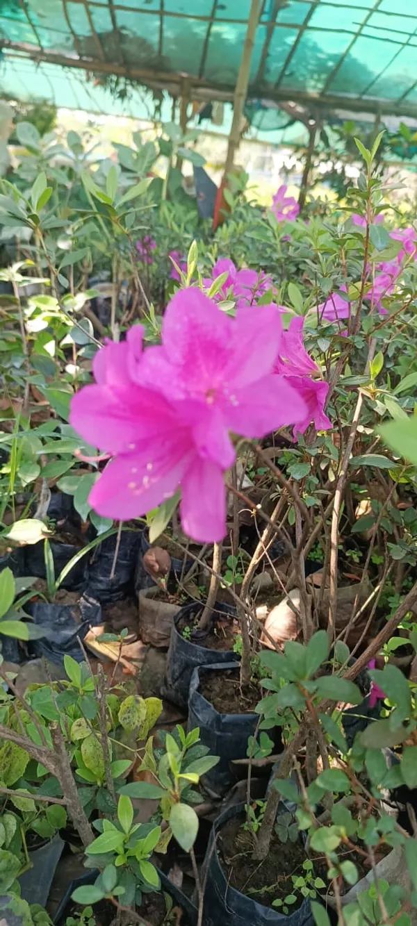 Azalea_(Purple)_Flower_Plant_Stunning_Addition_To_Any_Garden_or_Landscape__(1.5-3.5_Ft_Height)_Pack_Of_1