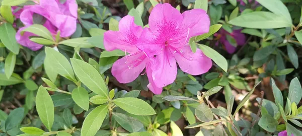 Azalea_(Purple)_Shrub_Flowering_Plant_&_Tree_(1.5-3.5_Ft_Height)_Azalea_Enhance_Your_Garden_Beauty_(Hybrid,_Pack_of_1