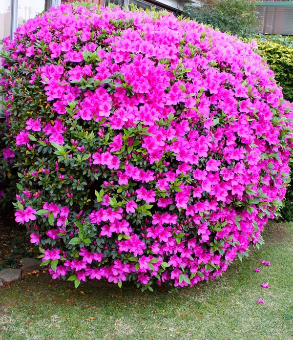 Azalea_(Purple)_Shrub_Flowering_Plant_&_Tree_(1.5-3.5_Ft_Height)_Azalea_Enhance_Your_Garden_Beauty_(Hybrid,_Pack_of_1