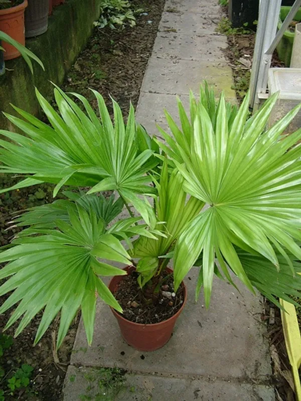 China_Fan_Palm/Livistona_Chinensis_Plant_For_Your_Sweet_Home/Office/Garden_Decor,_Pack_Of_1