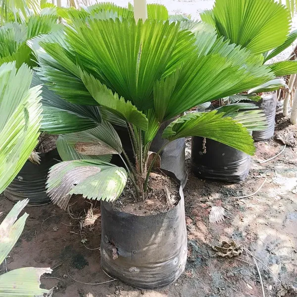 China_Fan_Palm/Livistona_Chinensis_Plant_For_Your_Sweet_Home/Office/Garden_Decor,_Pack_Of_1