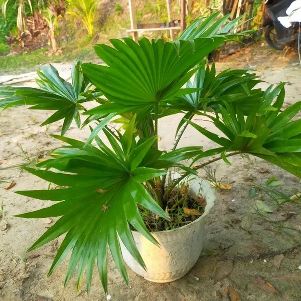 China_Fan_Palm/Livistona_Chinensis_Plant_For_Your_Sweet_Home/Office/Garden_Decor,_Pack_Of_1