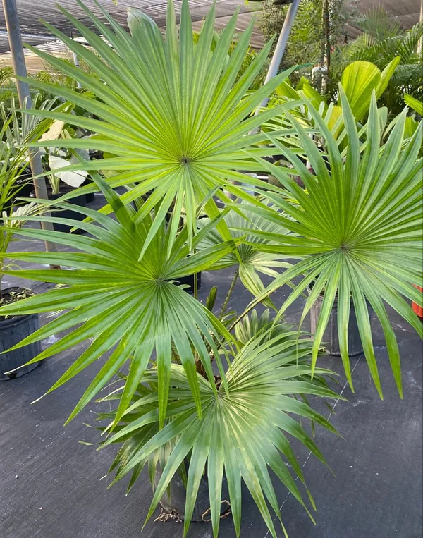 China_Fan_Palm/Livistona_Chinensis_Plant_For_Your_Sweet_Home/Office/Garden_Decor,_Pack_Of_1