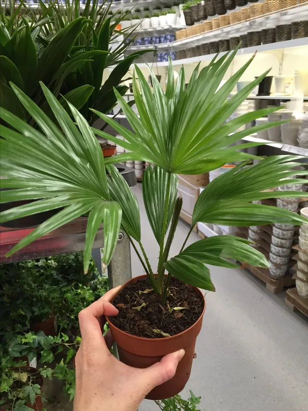 China_Fan_Palm/Livistona_Chinensis_Plant_For_Your_Sweet_Home/Office/Garden_Decor,_Pack_Of_1