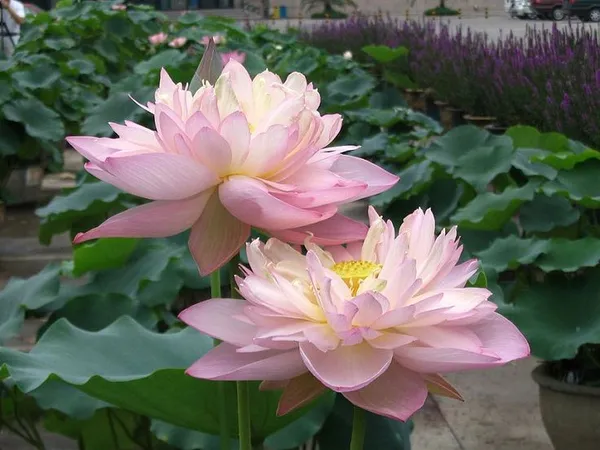 Greenery_Nursery®_Lotus_Tubers_(Pink)_Flowering_Plant_For_Home_Your_Garden,_Pack_Of_1