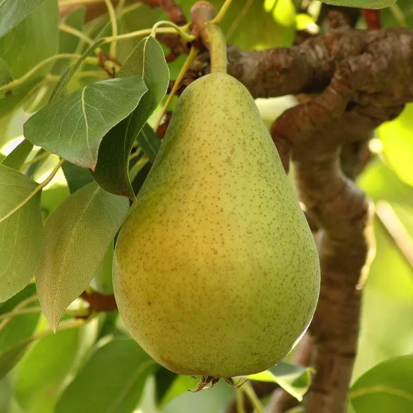Babughosh_Highly_Benefited_Pear/Naspati_Fruit_Plant_&_Tree_For_Your_Home_Garden_(1.5-3.5_Ft_Height)_Pack_Of_1
