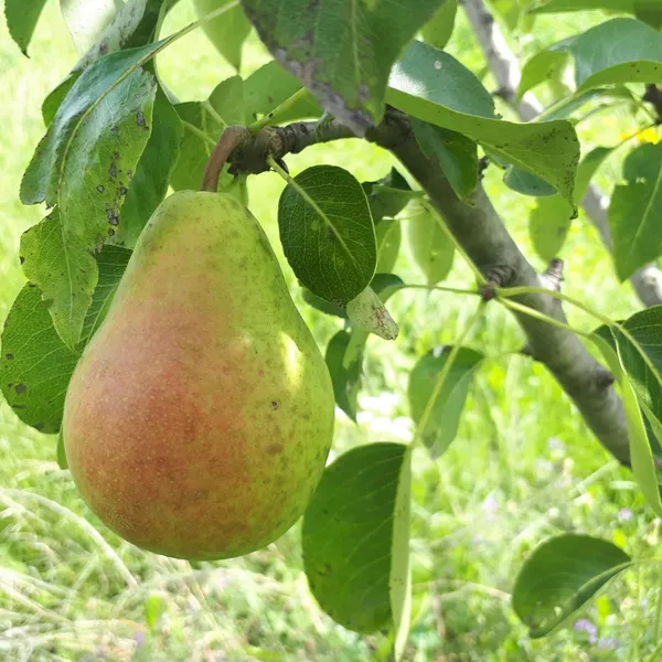 Babughosh_Highly_Benefited_Pear/Naspati_Fruit_Plant_&_Tree_For_Your_Home_Garden_(1.5-3.5_Ft_Height)_Pack_Of_1