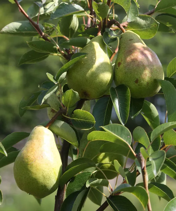 Babughosh_Highly_Benefited_Pear/Naspati_Fruit_Plant_&_Tree_For_Your_Home_Garden_(1.5-3.5_Ft_Height)_Pack_Of_1