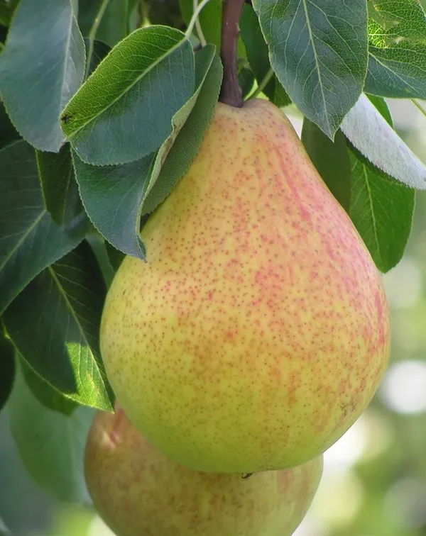 Babughosh_Highly_Benefited_Pear/Naspati_Fruit_Plant_&_Tree_For_Your_Home_Garden_(1.5-3.5_Ft_Height)_Pack_Of_1