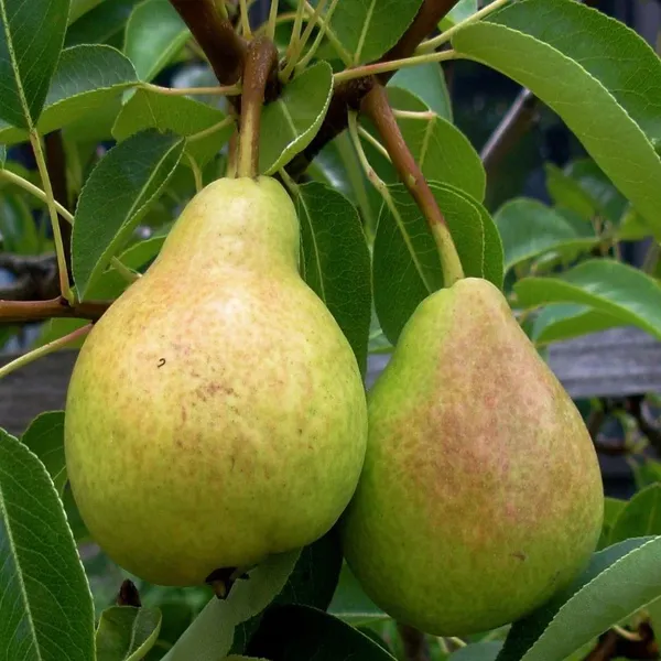 Babughosh_Highly_Benefited_Pear/Naspati_Fruit_Plant_&_Tree_For_Your_Home_Garden_(1.5-3.5_Ft_Height)_Pack_Of_1