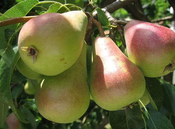 Babughosh_Highly_Benefited_Pear/Naspati_Fruit_Plant_&_Tree_For_Your_Home_Garden_(1.5-3.5_Ft_Height)_Pack_Of_1