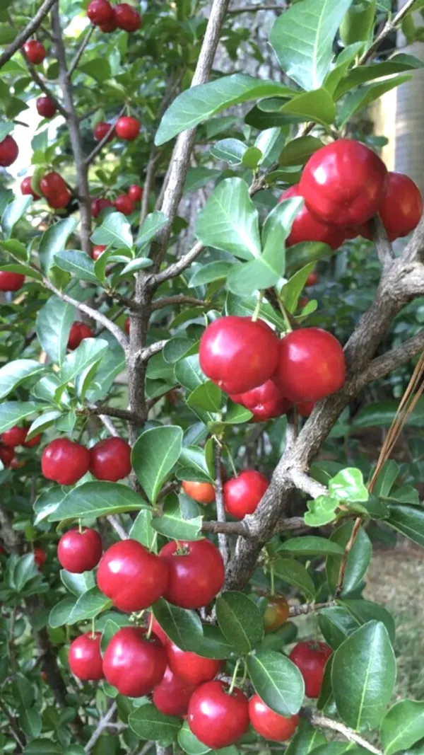 Barbados_Cherry_Plant_(Extremely_High_In_Vitamin_C)_Well_Watered_Hybrid_Barbados_Cherry_Plant_(Pack_Of_1)