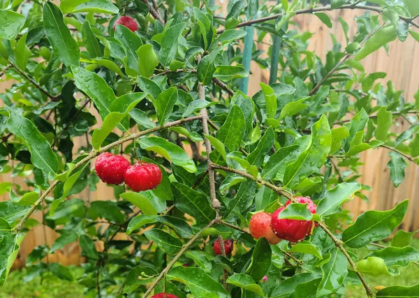 Barbados_Cherry_Plant_(Extremely_High_In_Vitamin_C)_Well_Watered_Hybrid_Barbados_Cherry_Plant_(Pack_Of_1)